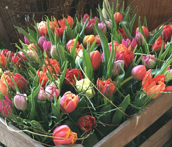 Bunte Tulpen in einer Kiste